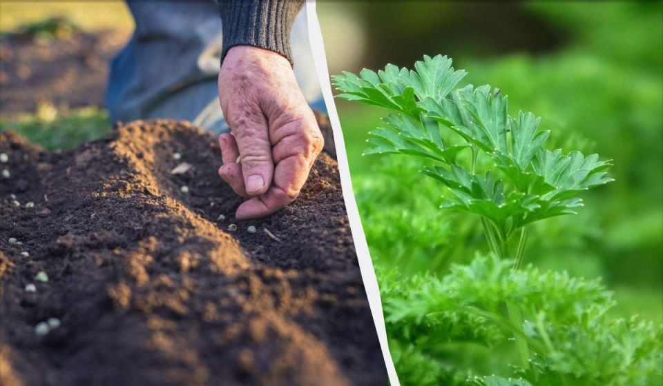 ������� ������ ������� ��������: ������ ��� �����������