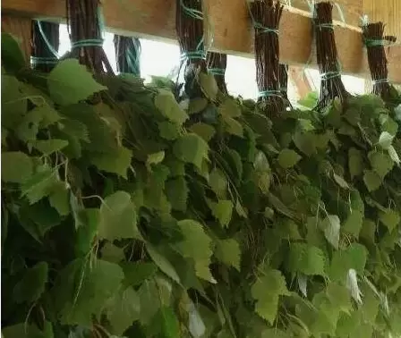 Секреты идеальных банных веников