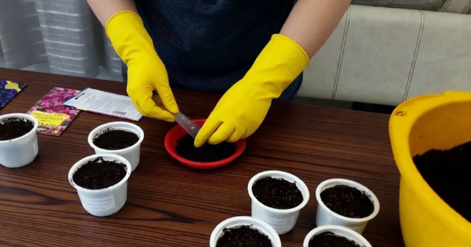 ��� ������� �������� ���: ��� ����� � ������ 2026 ����