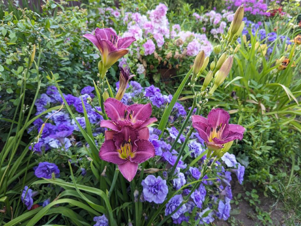 ���������� ����������� ��� �������� � 2025 ����