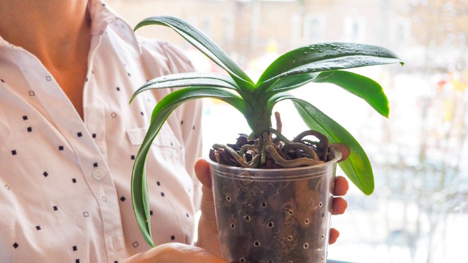 ����������� ������ �� ������ ������� ��� �������: ��� �������� ������ ��������