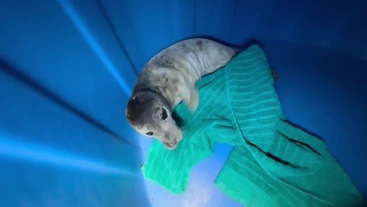 ��������� ����������� ������ ������