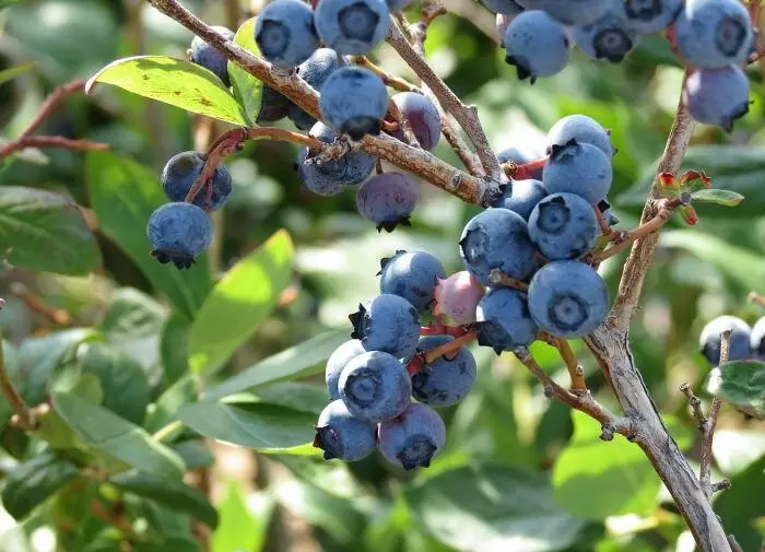 Умножаем ягоды: секреты успешного размножения голубики