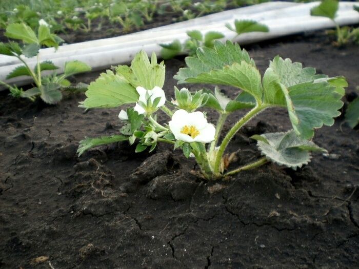 ������ �������� �������� �� ����� � ��� ��������� �������� �����