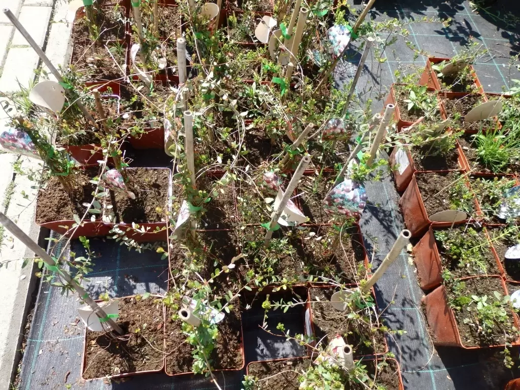 Секреты успешного ухода за саженцами весной