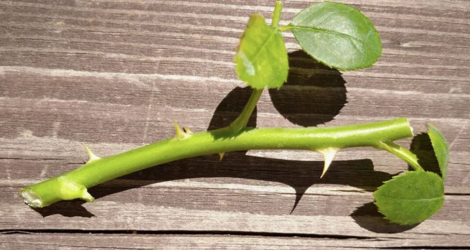 ��������� ����� ��� ������������ ���: ��� �������� ������