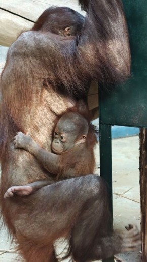 ���������� ���������. ������ ��� ������ ����� ������������� ������� �� ��� �� ������