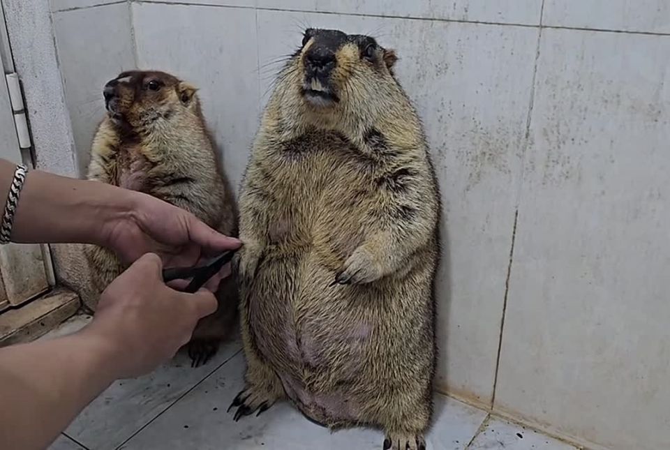 ����������: ��������� �����