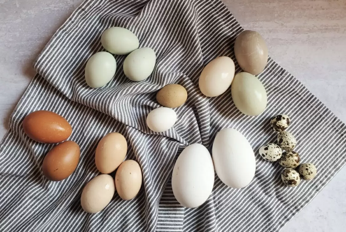 На полках магазинов — яйца экзотических птиц: стоит ли переплачивать за разнообразие?