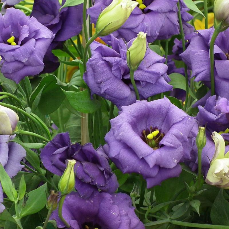 ��� ������� ��������� ������ ������� ��� ������ ����: ������� ������