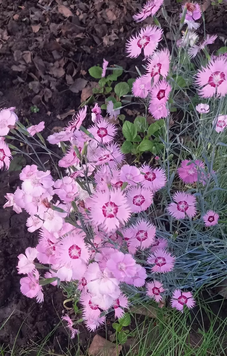 Июнь: время для удачных посадок и щедрого урожая