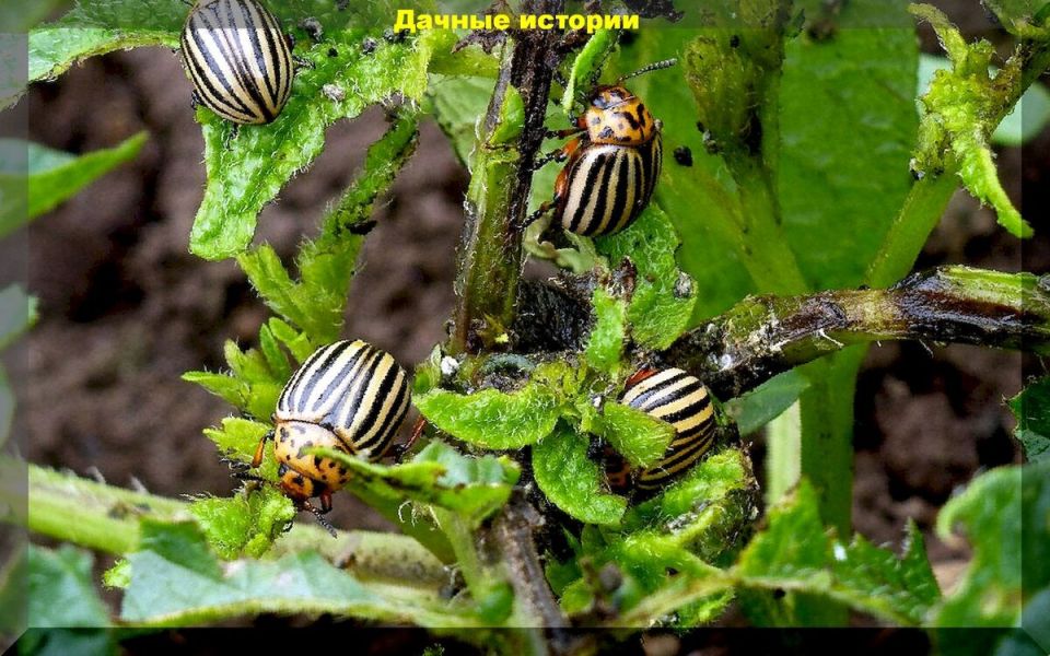 ��� �������� ������������ ����: �������� �������, ������ ��������� �� ������ ��������