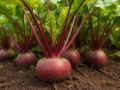 Ошибки при выращивании свёклы: советы для огородников