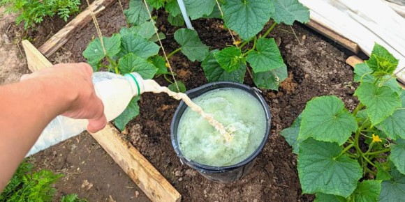 ������� ����������� ������������ �������: ��� �������� ����� �� ������� ����������