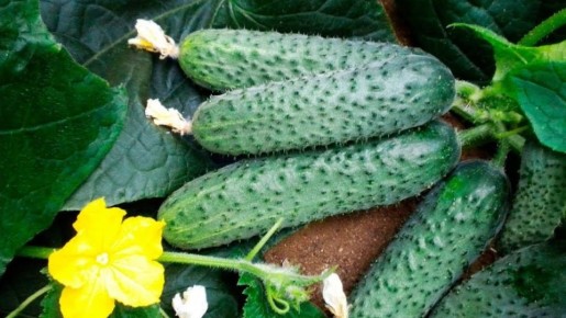 ������ �� ����� ������: 9 ������ ������ ��� ��������� ���� 2026 ����