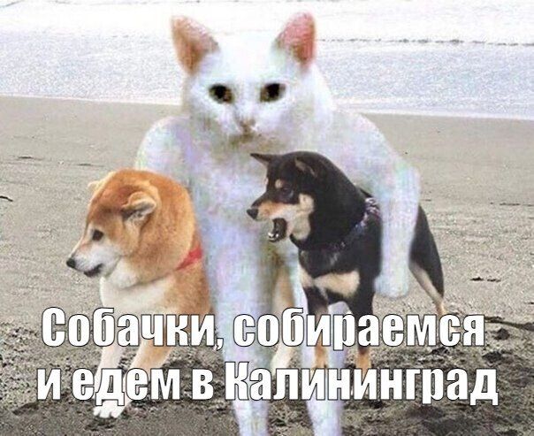 ����������� �������� ������� ���������� �����������, ���� ������� ���� � ���������