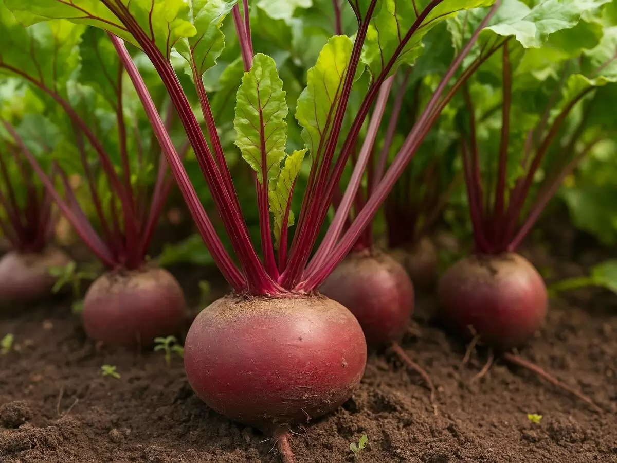 Ошибки при выращивании свёклы: советы для огородников