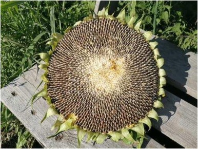 ����������: ������������ ����������� �� ������������ �� ������ �������