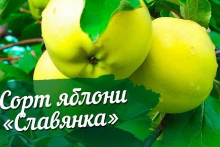 ������ ��������: ������� ������ ��� ������ ����