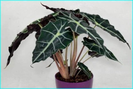 �������� �����: ������� ����� �� ������������ ������� ����������