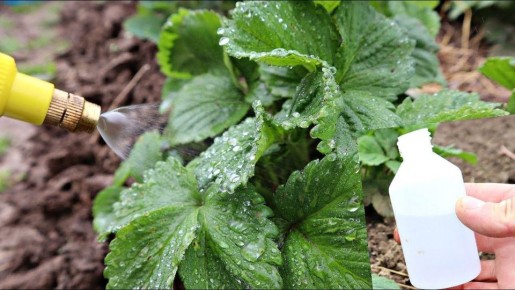 ������ ������� ������ ��������: ��� ���������� ����� ������ ������� ����