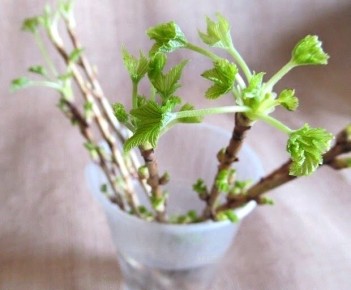 ��� ����� ��������� ������ ���������: ������� � ������