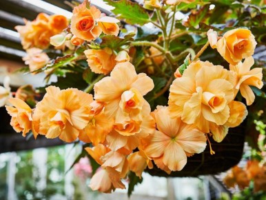 �������: ������ ����� � ����� �� ����� �������