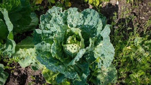 ��� �������� ������� � ��������� ������: �������� ������