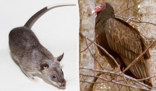 ��������� �������� ����� ��������: � ���� ����� ������ ��������?