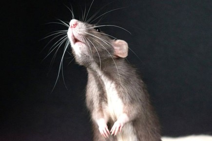 ��� �������� ���������� ��� ������ � ����������� � ����