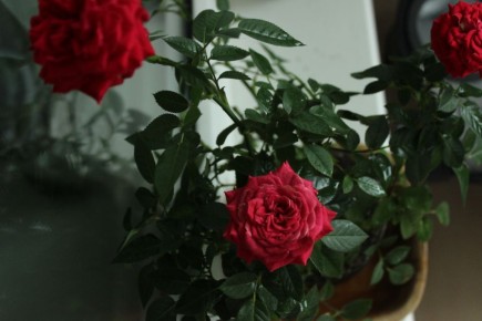 ��� ������ ��������� ���� �� ������������: ������� ����� � ������������