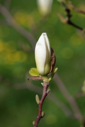 �������� ��������������. ���������� � ����������� ���� ���������� ������ ����� � �� ������ ���������������� ��������