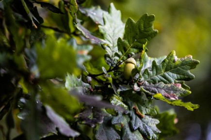 � ��������������� ������� �� 21 ���� �������� �������� ����