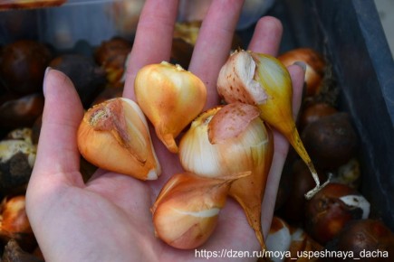 ����������� ���������: ����� � ��� ��������� ���������� ��������