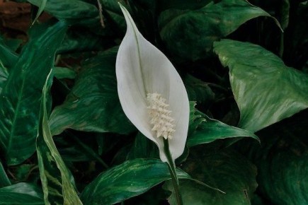 ��� ��������� ������������� �����������: ������� ��������� �����