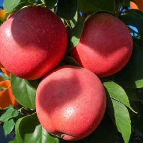 ������ ����: ������� ������ ���� � ��������� ������� � �����������