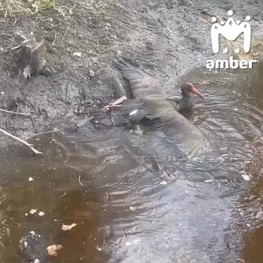 ������������� ������ ���� ����� � ������ � ��������������� �������