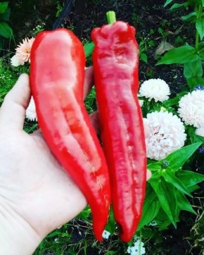 ����� ��������: ������� �������� ������ � ������������� ��������