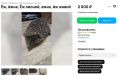 � ������������ �� ����� � ������������ ��������� ��������� �����������