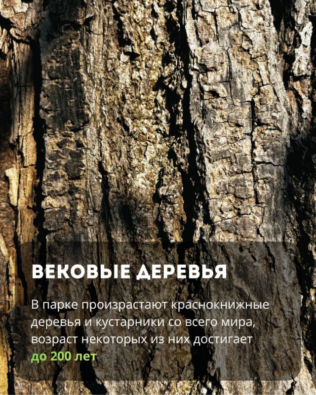 В парке «Сосновка» можно увидеть редкие виды вековых растений, руины старинной усадьбы и прогуляться в тишине В парке «Сосновка» можно увидеть редкие виды вековых растений, руины старинной усадьбы и прогуляться в тишине