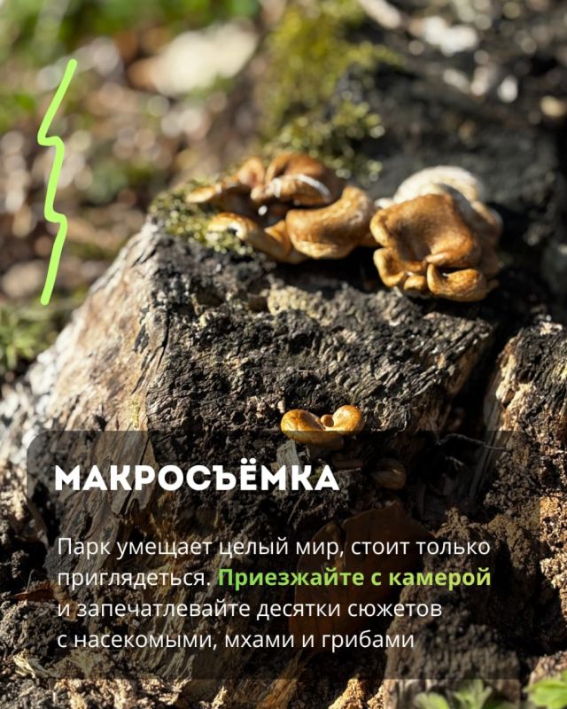 В парке «Сосновка» можно увидеть редкие виды вековых растений, руины старинной усадьбы и прогуляться в тишине В парке «Сосновка» можно увидеть редкие виды вековых растений, руины старинной усадьбы и прогуляться в тишине
