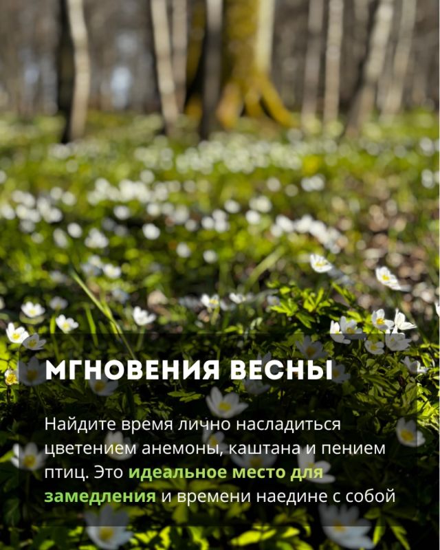В парке «Сосновка» можно увидеть редкие виды вековых растений, руины старинной усадьбы и прогуляться в тишине В парке «Сосновка» можно увидеть редкие виды вековых растений, руины старинной усадьбы и прогуляться в тишине