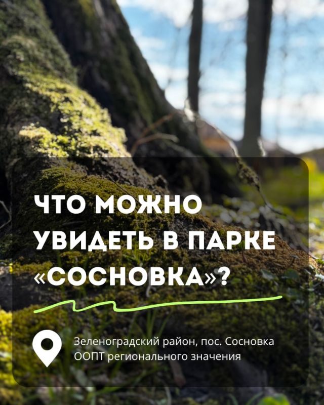 В парке «Сосновка» можно увидеть редкие виды вековых растений, руины старинной усадьбы и прогуляться в тишине