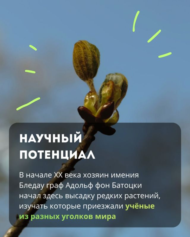В парке «Сосновка» можно увидеть редкие виды вековых растений, руины старинной усадьбы и прогуляться в тишине В парке «Сосновка» можно увидеть редкие виды вековых растений, руины старинной усадьбы и прогуляться в тишине