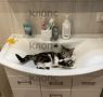 Калининградка выходила двухмесячного котёнка, которого по недоброй традиции подбросили к домикам зеленоградской «Котофейни»
