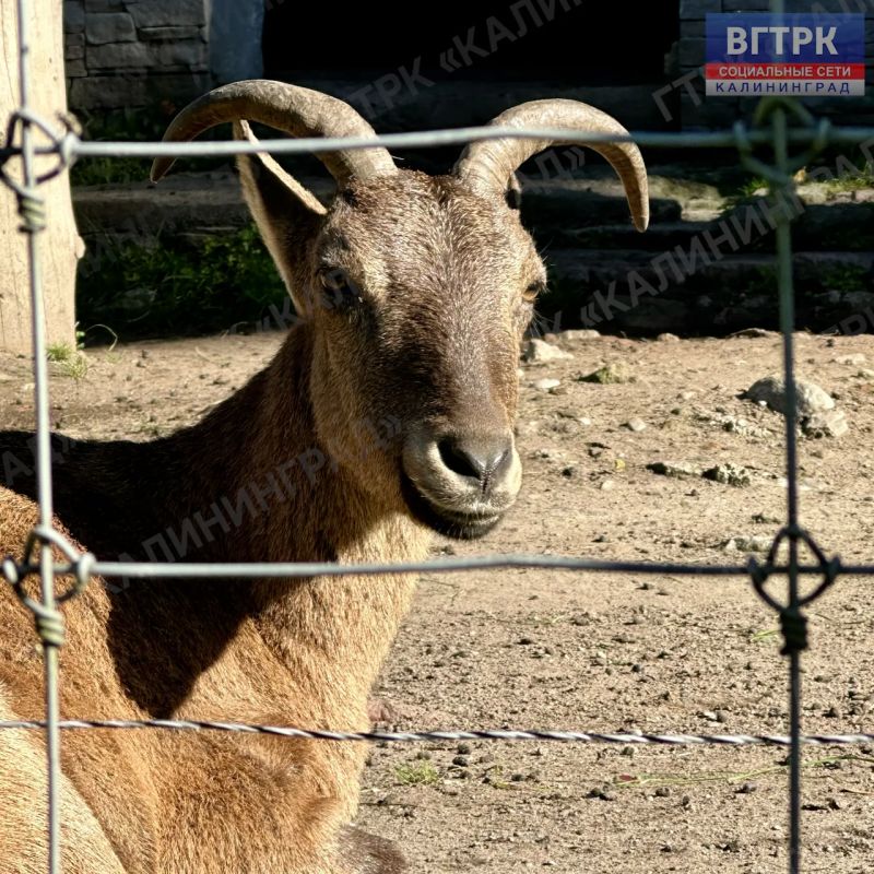 Завтра калининградский зоопарк масштабно отметит 130-летний юбилей грандиозным городским праздником Завтра калининградский зоопарк масштабно отметит 130-летний юбилей грандиозным городским праздником