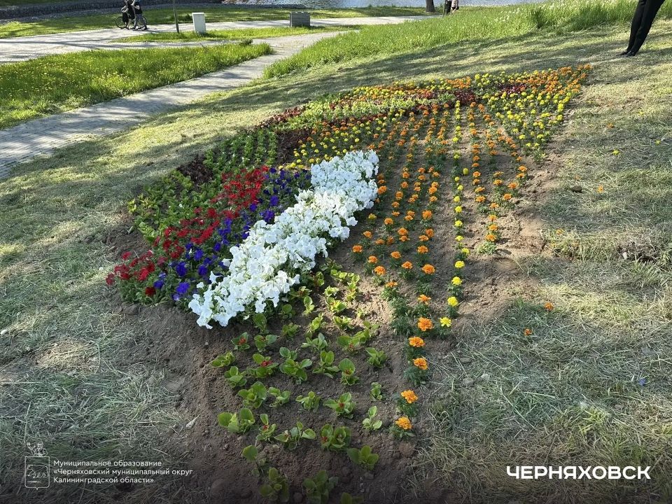 В парке «Городская долина» появилась цветочная композиция в честь 80-летия Калининградской области В парке «Городская долина» появилась цветочная композиция в честь 80-летия Калининградской области