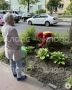 В Калининграде ради расширения автобусной остановки дорожники уничтожили клумбу, куда высаживала цветы местная активистка
