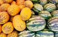 Более 90 тонн арбузов и дынь прошли фитосанитарный контроль в Калининградской области