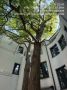 ������ ������������ (Ginkgo biloba) � ������������ ������������� ������������� ����������� ������ Ginkgoales, ������� �������� �� ������� ����� 290 ��������� ��� �����, ������� �� ����� ��������� ��������